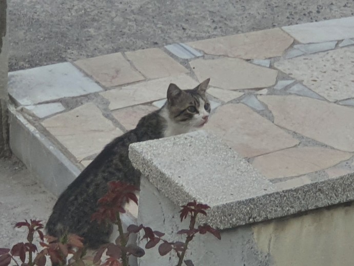 Kedim sürekli lavabonun içinde yatıyor. Neden böyle😂?