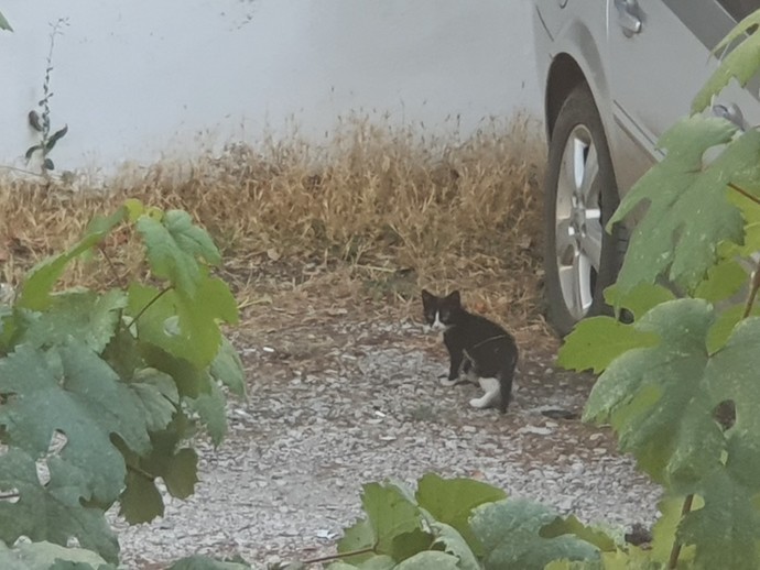 Kedim sürekli lavabonun içinde yatıyor. Neden böyle😂? 