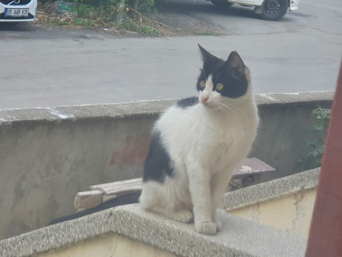 Kedim sürekli lavabonun içinde yatıyor. Neden böyle😂?