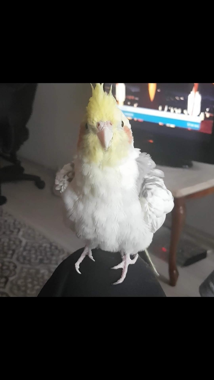 Kuş benim görseli çalmayınız lütfen😘