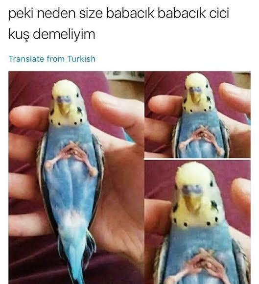 Bu kus icin 2500 tl verilir mi, alsam mi?