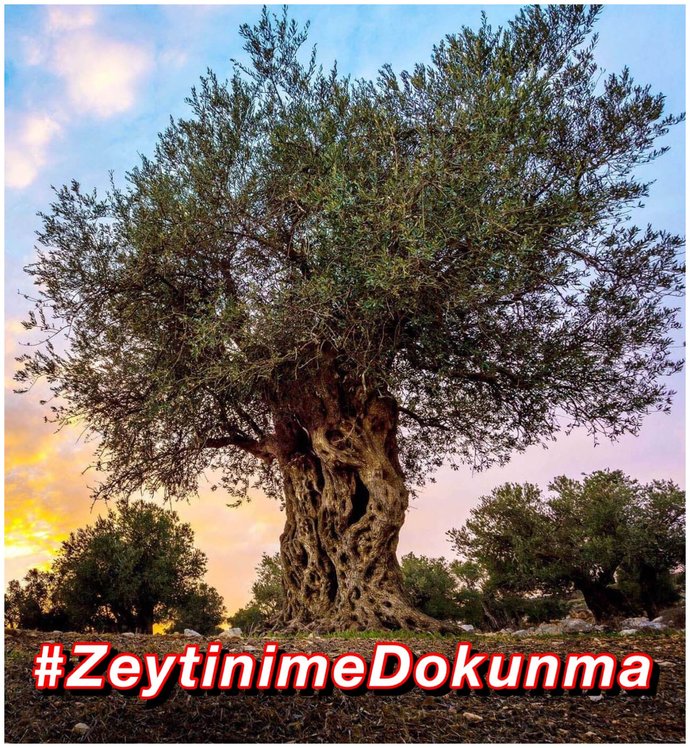 zeytinimedokunma