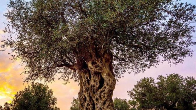 Zeytin ağaçlarını kömür çıkartmak için kesecek kadar aptal mıyız?