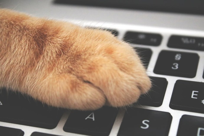 Kedi ya da köpeğiniz bırak şu işleri benimle ilgilen artık tarzında davranıyor mu?