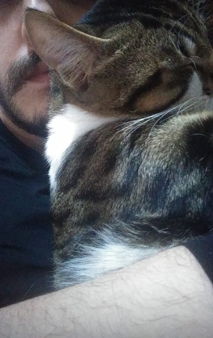 Kedi ya da köpeğiniz "bırak şu işleri benimle ilgilen artık" tarzında davranıyor mu?