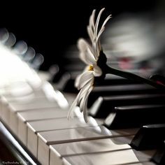 Elinde olsa hangi müzik aletini çalmak isterdin?