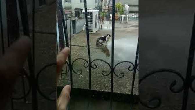 Kediler başka dünyadan mı?