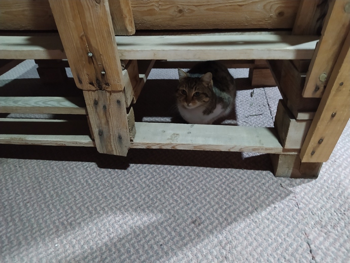 Kedinizin ya da köpeğinizin patisinin dövmesini yaptırır mıydınız?