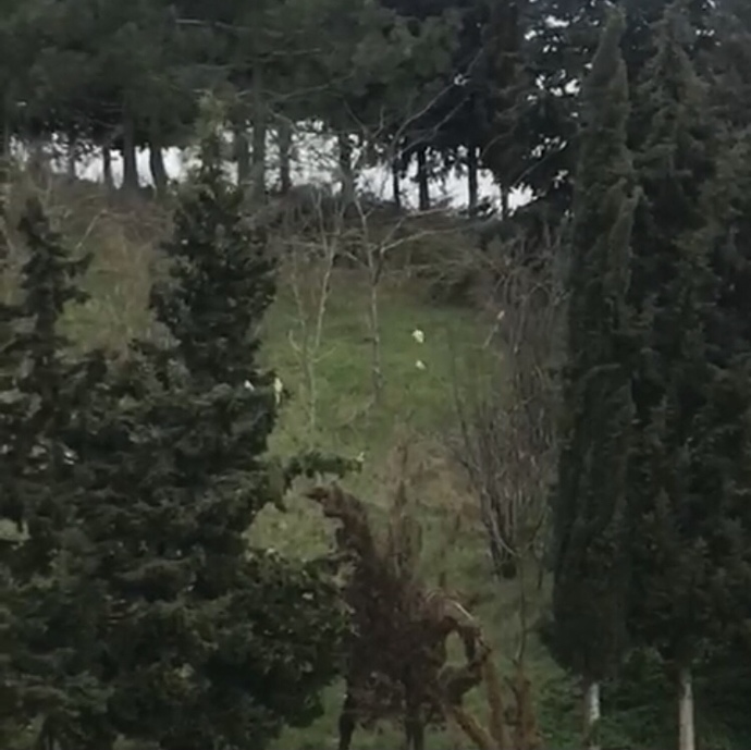Kuş yakalama operasyonu?