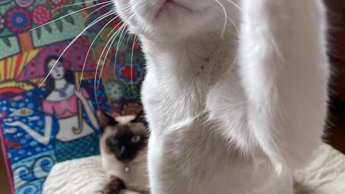Kediler ve köpekler olmasaydı Dünya nasıl bir yer olurdu?