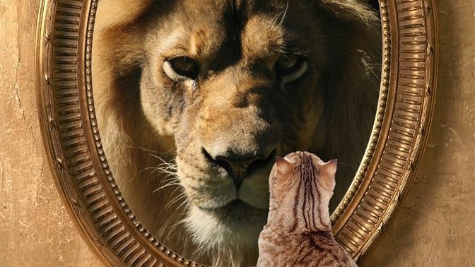 Aslan görünümlü kedi misin, kedi görünümlü aslan mı🦁?