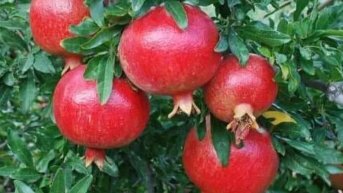 Sizce "Niyet" önemli midir?