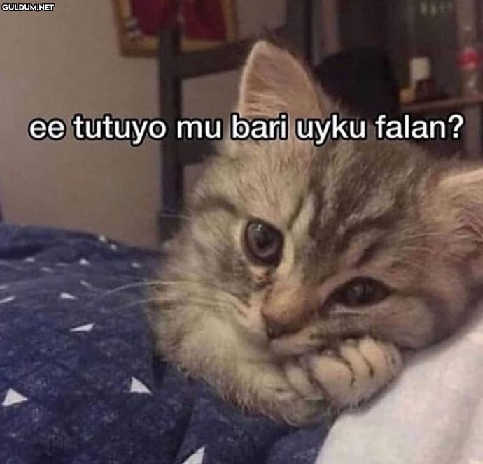 Galiba acıktım, bunları nereden bulabilirim?