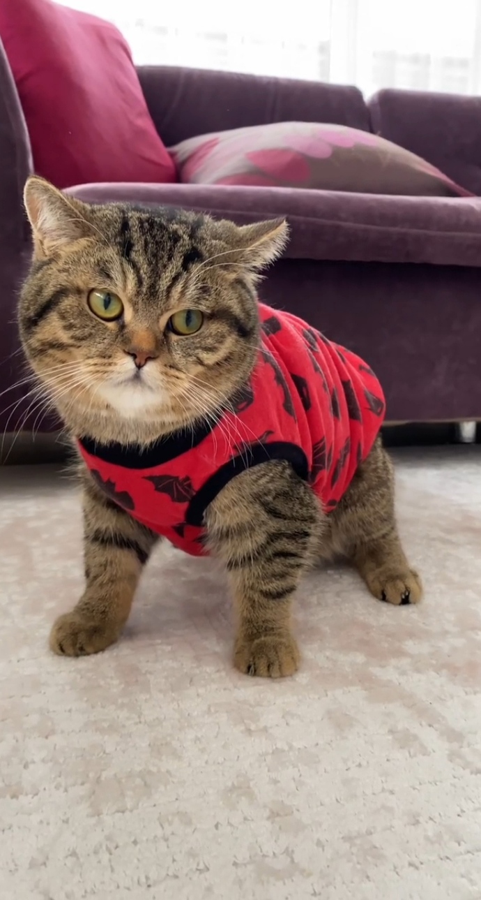 Kedici misiniz, köpekçi mi🤪🥳?