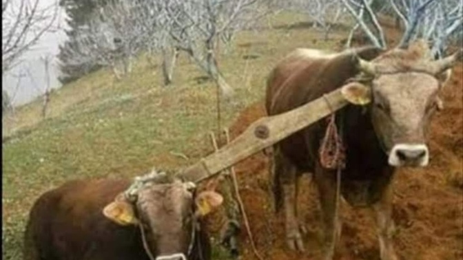 - hayattan yana, çöken misin, ayakta kalan mısın ?