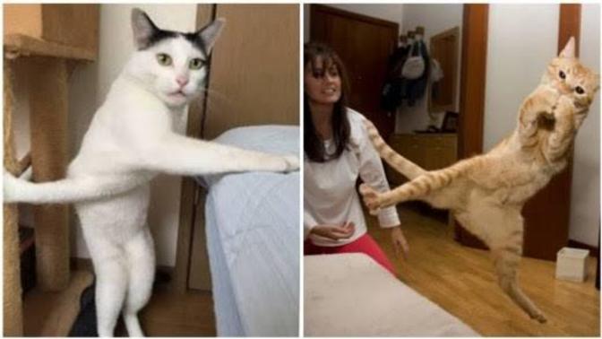Kedim niye duvara tırmanıyor?