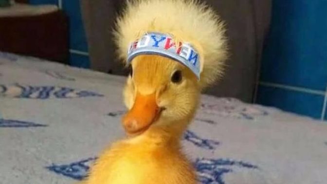 İlk evcil hayvanınızın adı neydi?