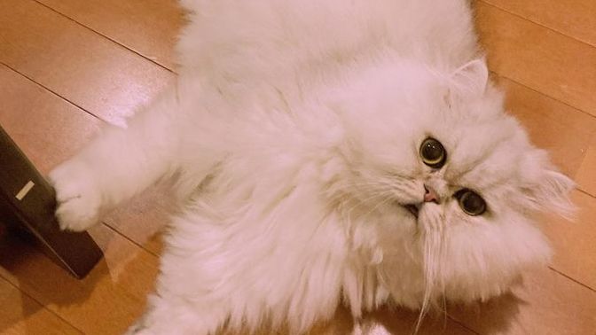 Kedileri mi yoksa köpekleri mi seviyorsunuz tahmin edeyim mi KScanlar?