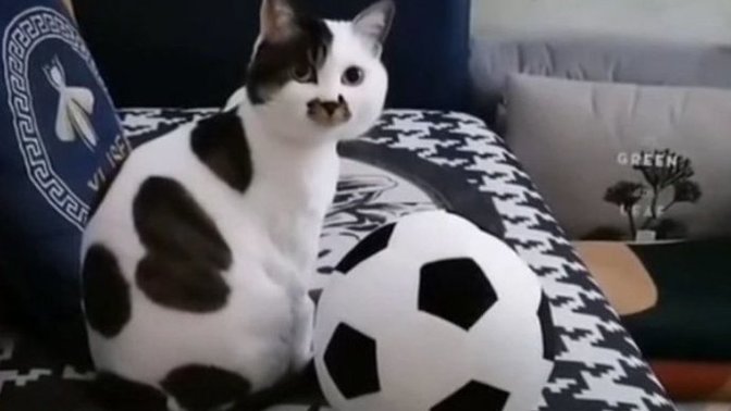 Evcil dostlarınız rengi neye benziyor?