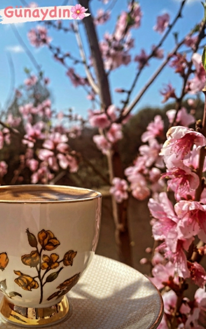 Şeftali ağaçları çiçek açmış🌺 (görsel sabahtan kalma)