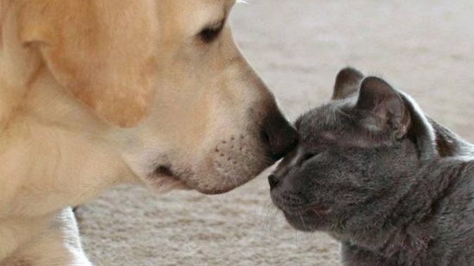Kediler mi, köpekler mi daha sevimli?