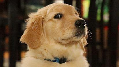 Kediler mi köpekler mi ?