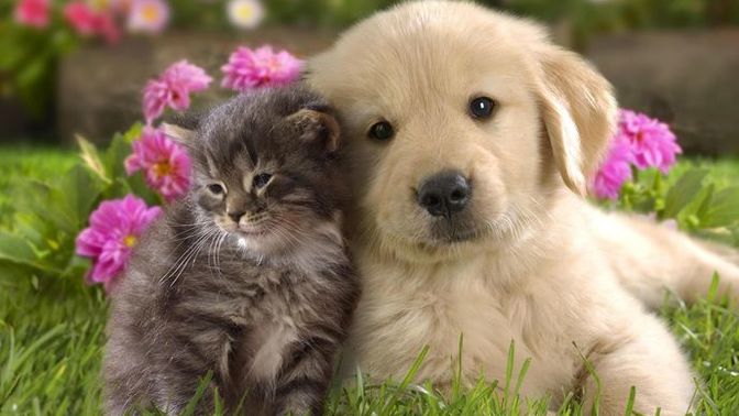 Kediler mi, köpekler mi?