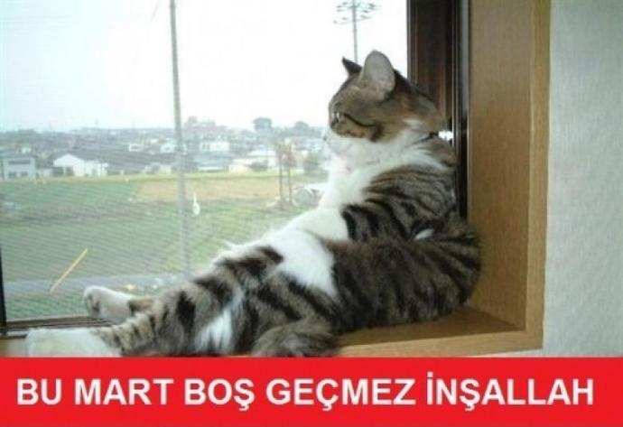Eve aldığım kedi sebepsiz yere miyavlıyor bir sorunu olabilir mi?