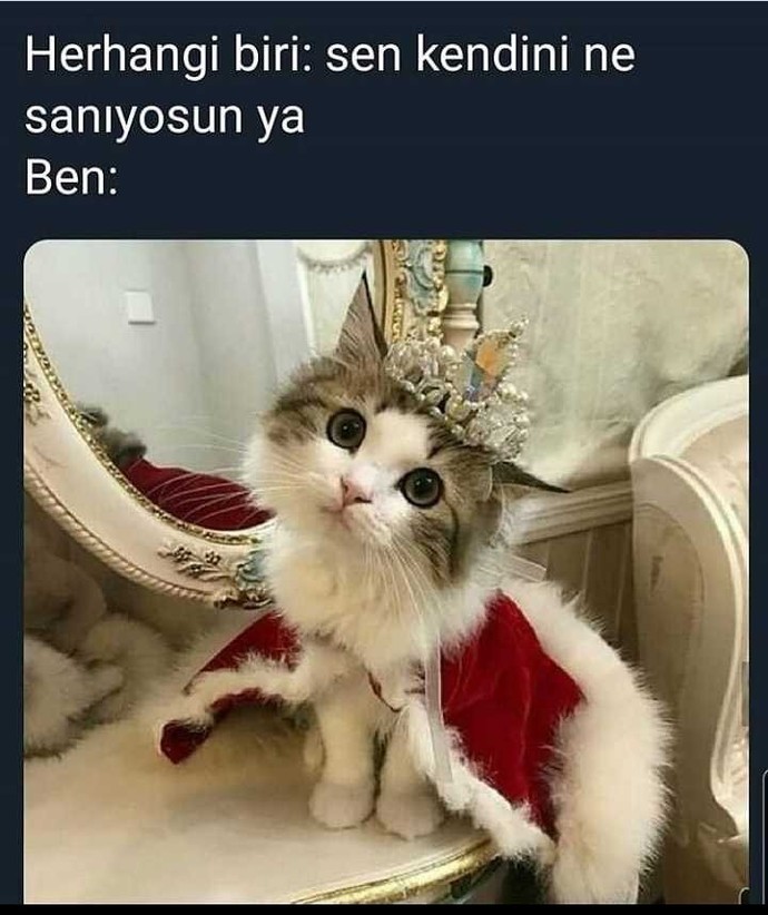 Kendini ne sanıyorsun diye soran kişiye ne dersiniz?