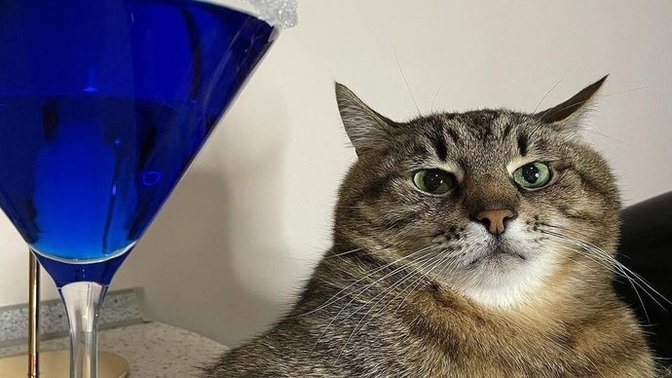 Bu kedi senin olsa adını ne koyarsın?