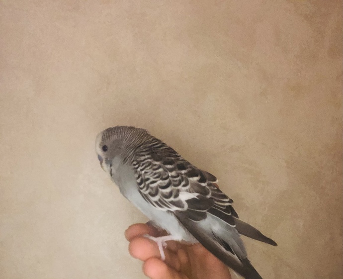 Evinizde hangi evcil hayvanı besliyorsunuz?