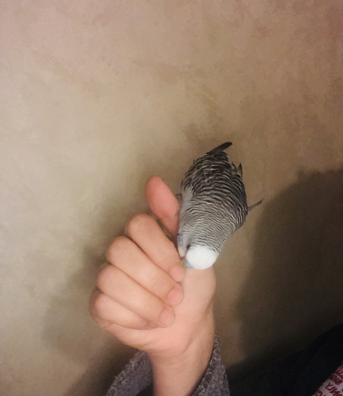 Evinizde hangi evcil hayvanı besliyorsunuz?