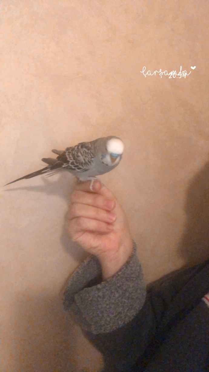 Evinizde hangi evcil hayvanı besliyorsunuz?