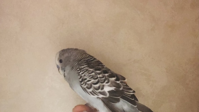 Evinizde hangi evcil hayvanı besliyorsunuz?