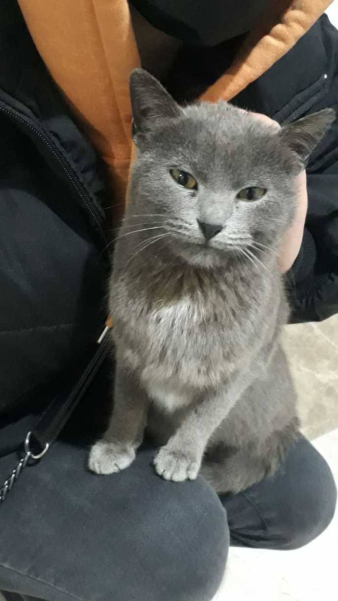 Dışarıda cins (mavi Rus) kedi bulduk ne yapalım?