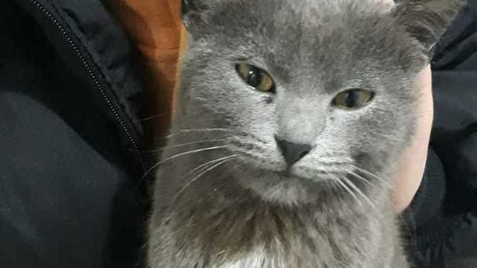 Dışarıda cins (mavi Rus) kedi bulduk ne yapalım?