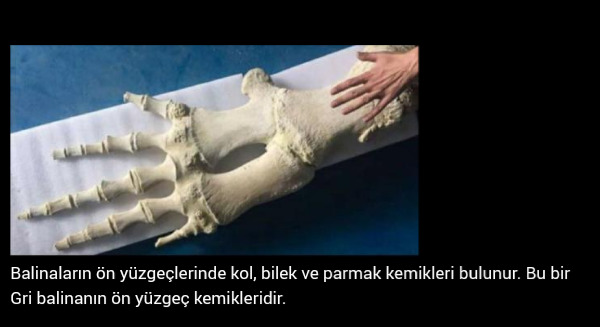Ateizm ya da agnostizm argümanları nelerdir Sizce neden bir tanrı yok?