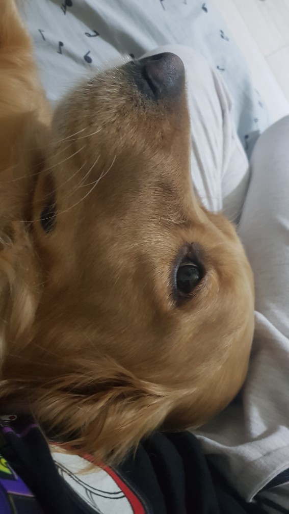 Evcil hayvanı olan erkekler çok çekici değil mi?