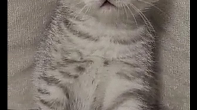 Bu yavru kedi fiyatı kaç sizce? almak istiyorum? sizce kaç?