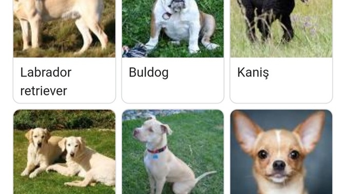 Varlığından haberdar olduğunuz köpek cinsleri hangileri ve bu köpek cinslerinden hangisini sahiplenmek isterdiniz?