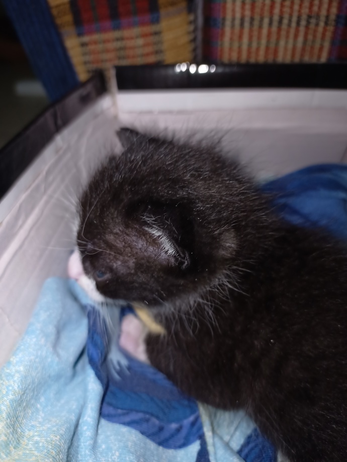 5 günlük kedi buldum çöp kutusunun yanına bırakmışlar ne yapmalıyım?