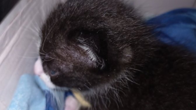 5 günlük kedi buldum çöp kutusunun yanına bırakmışlar ne yapmalıyım?