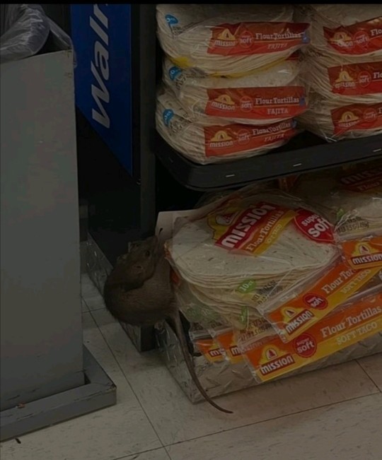 Alışveriş yaparken markette böyle bir arkadaşla karşılaştınız, ne tepki verirsiniz?