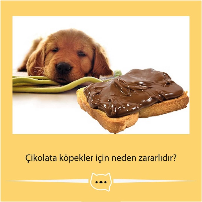 Sizce köpeklere neden çikolata verilmez?