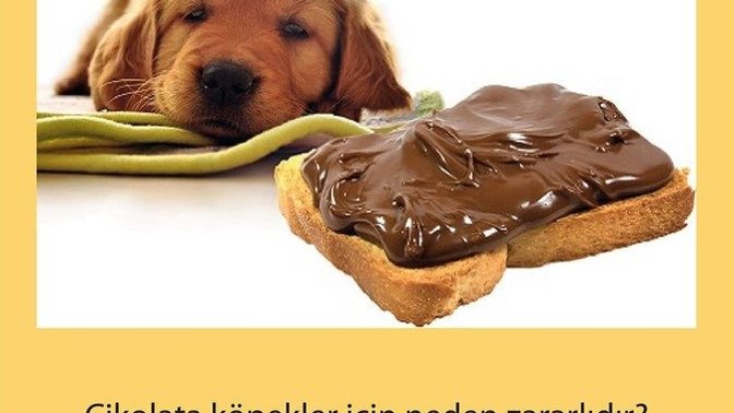 Sizce köpeklere neden çikolata verilmez?