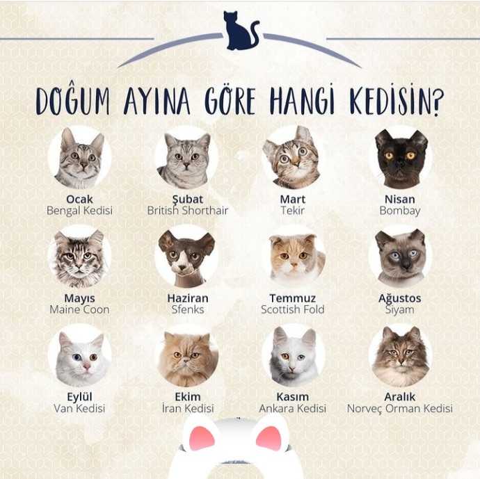 Doğum ayına göre hangi kedisin?