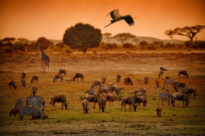 Afrikada tarımsal üretime başlıyoruz. Sizce Afrikada tarım yapmalı mıyız?