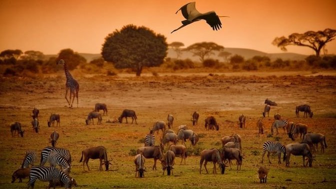 Afrika'da tarımsal üretime başlıyoruz. Sizce Afrika'da tarım yapmalı mıyız?