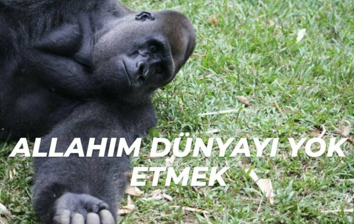 dikkat şeysi