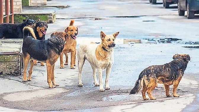 Sokak köpekleri toplanmalı mı yoksa birlikte yaşam çözümleri mi aranmalı?